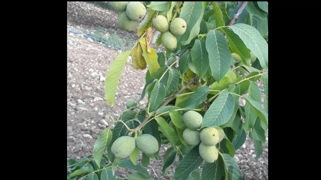 نهالستان رویال امیر در میاندوآب 09149805679