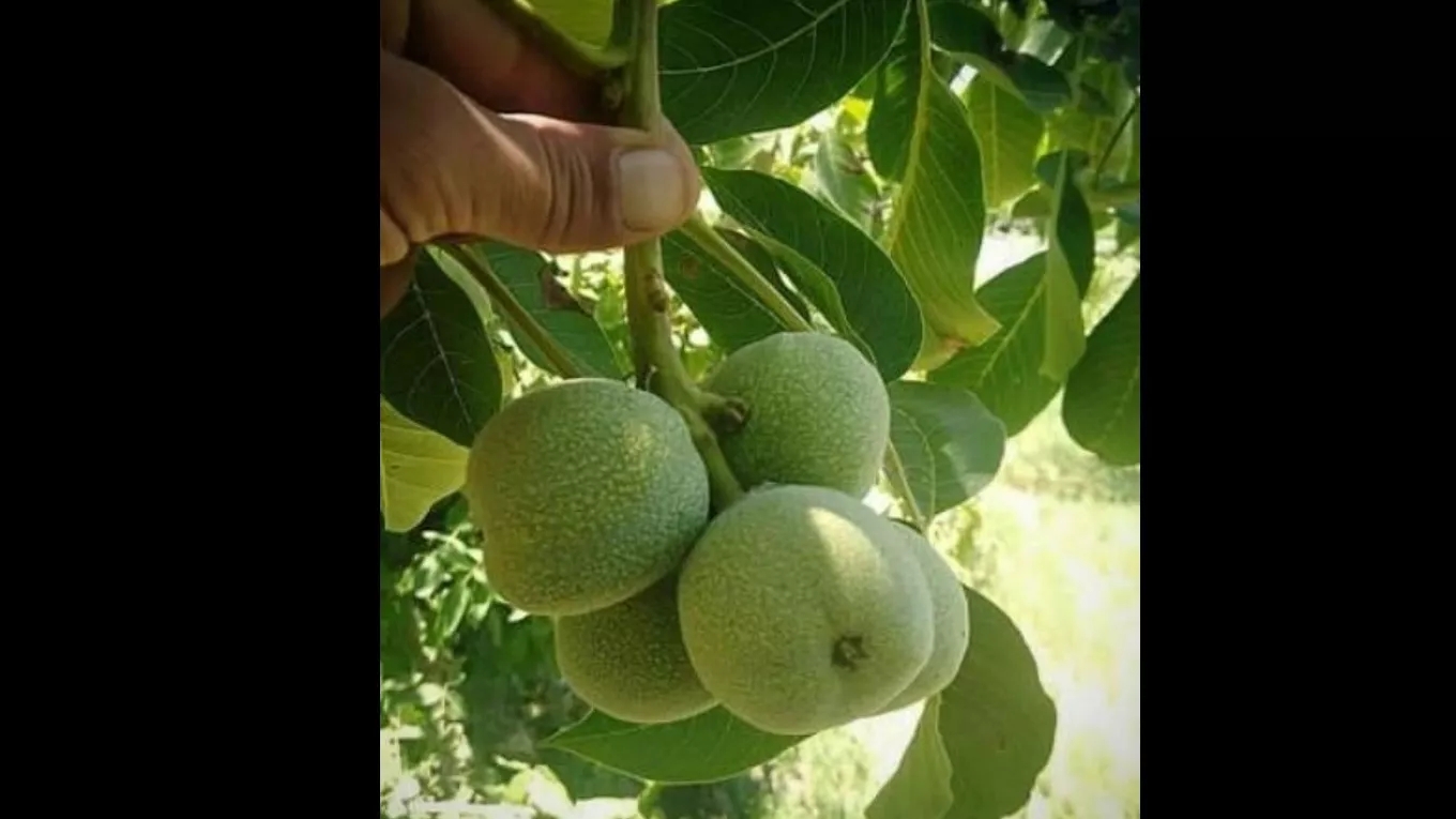 نهالستان رویال امیر در میاندوآب 09149805679