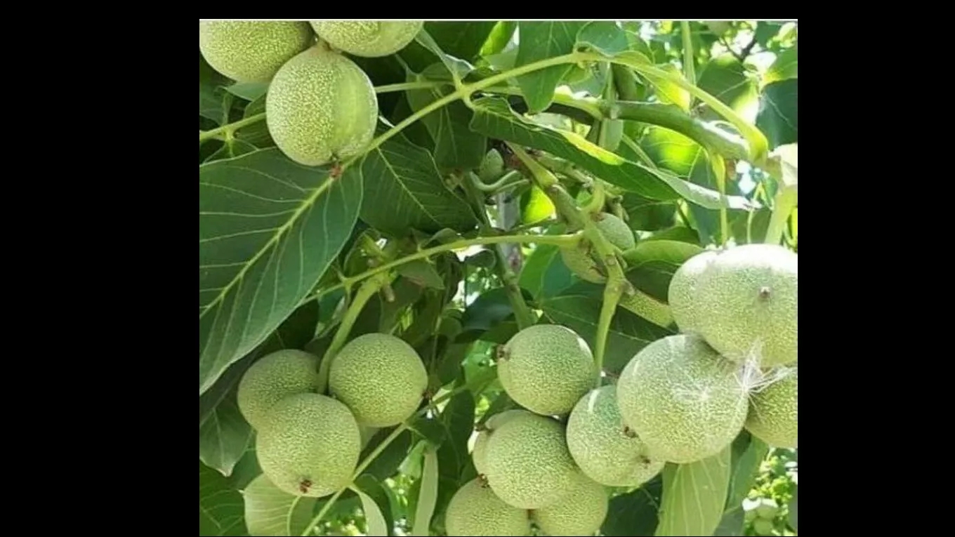 نهالستان رویال امیر در میاندوآب 09149805679