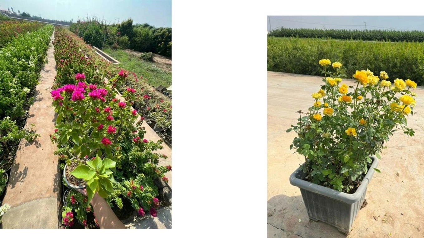 نهالستان مرکزی صفر هندونه کار در دزفول خوزستان