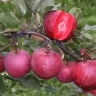 نهالستان حیدران در آذربایجان شرقی