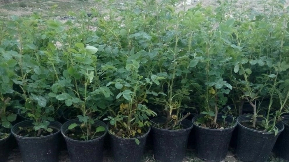 نهال گلدانی بهتر است یا ریشه‌ای