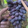 نهالستان عزیزی، تولید و فروش نهال اصلاح شده در مشکین شهر اردبیل