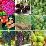 نهالستان آران، عرضه مستقیم انواع نهال اصلاح شده گردو پسته در میاندوآب