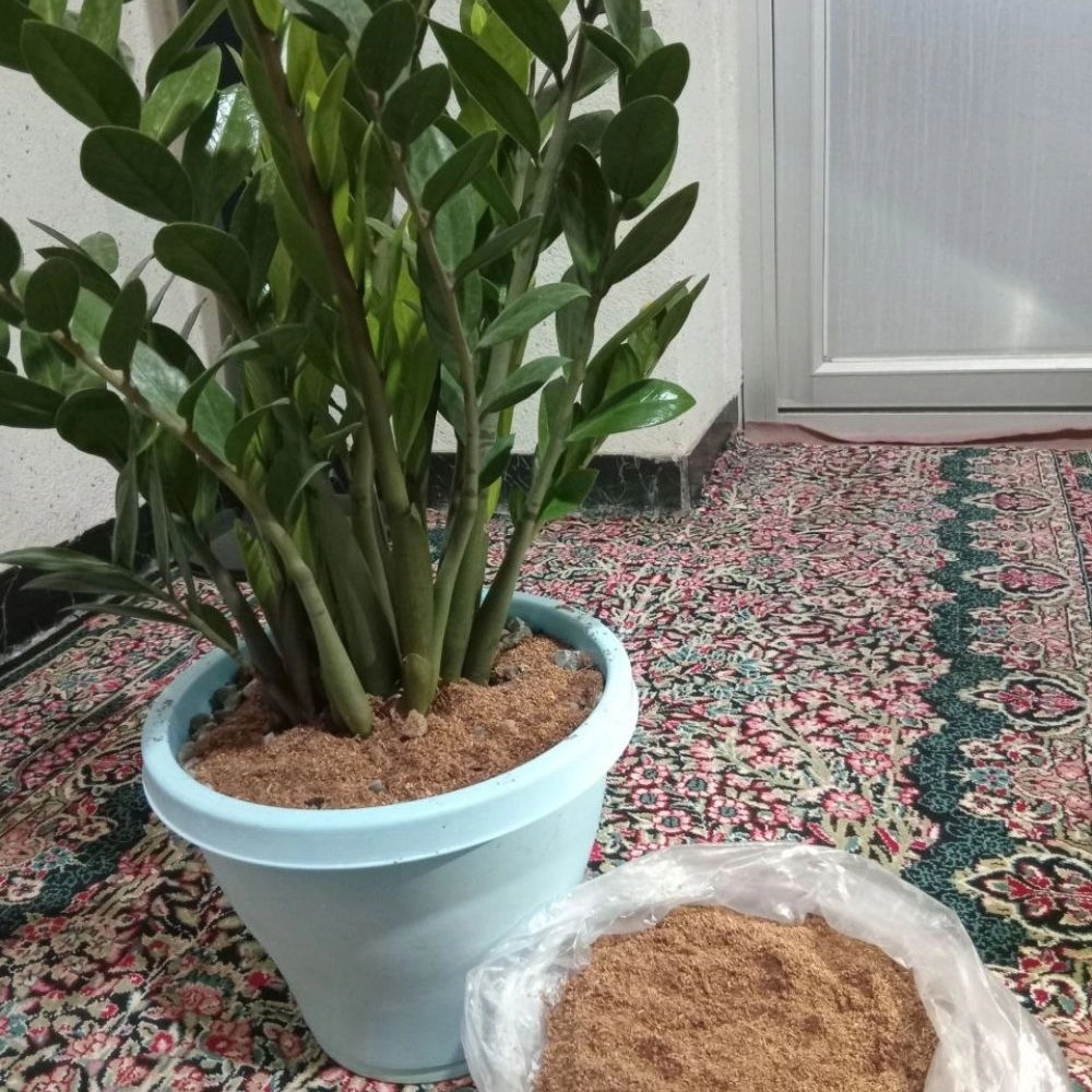 تولیدکننده و عرضه کننده خاک پالم پیت باکیفیت در کرمان