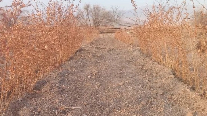 نهالستان سلیمی، تولید انواع نهال زرشک سیاه بی دانه در تیل آذربایجان شرقی