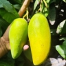 نهالستان و گلخانه مشایخی، عرضه نهال انبه درختان استوایی و گرمسیری در کرمان