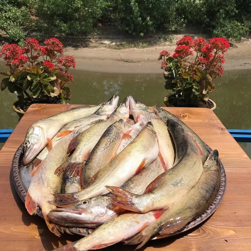 دهکده گردشگری ووشه در رشت