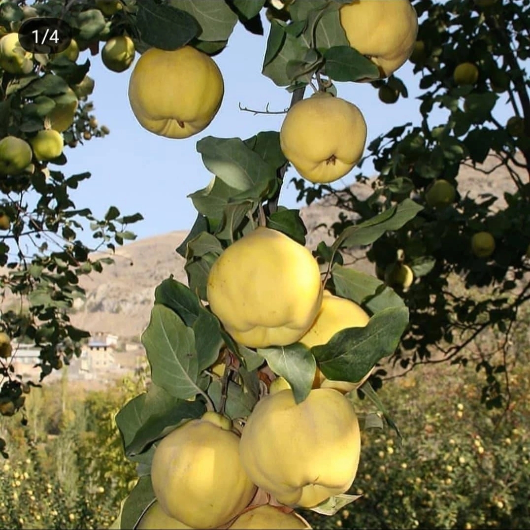 خرید نهال در دماوند