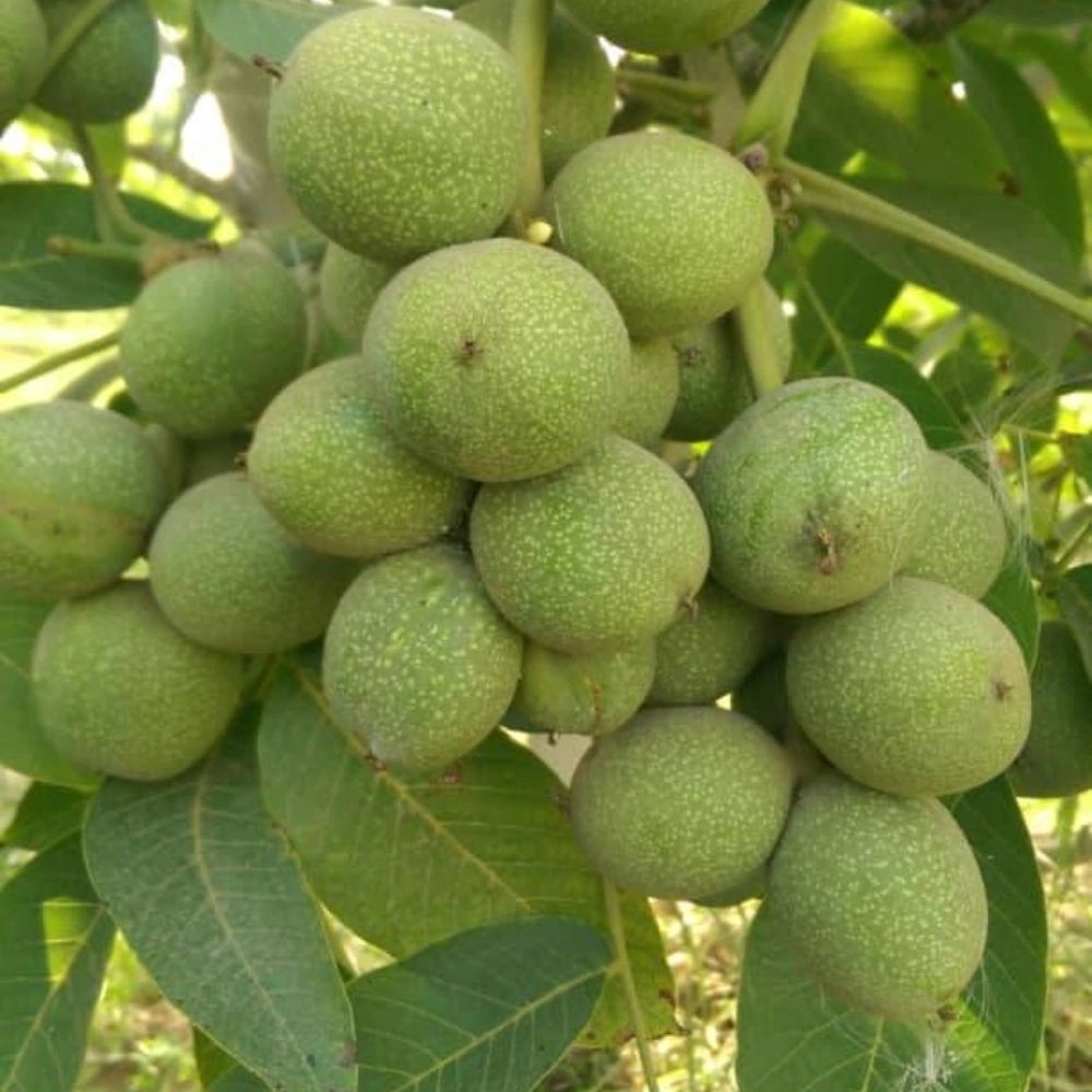 فروش نهال میوه اصلاح شده