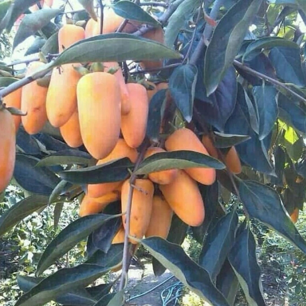 نهالستان دشت سبز نوربخش