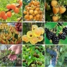 نهالستان و انگورستان رویان تاک در تاکستان