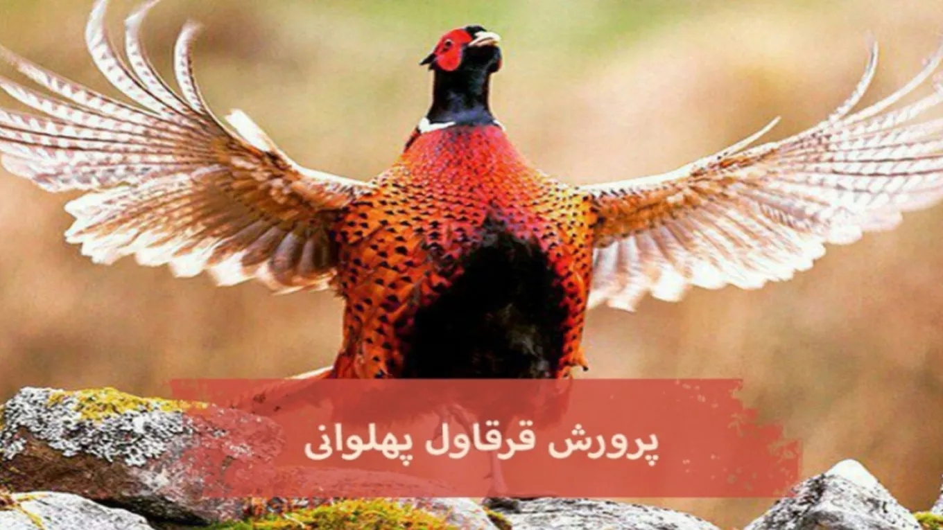 پرورش قرقاول پهلوانی در مشهد