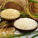 تولیدی برنج گیلان خزر در لشت نشا