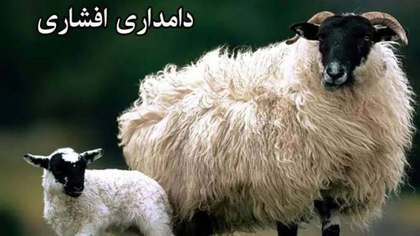 دامداری افشاری فروش و پخش گوسفند میش مرغ و خروس زنده در مهرشهر کرج