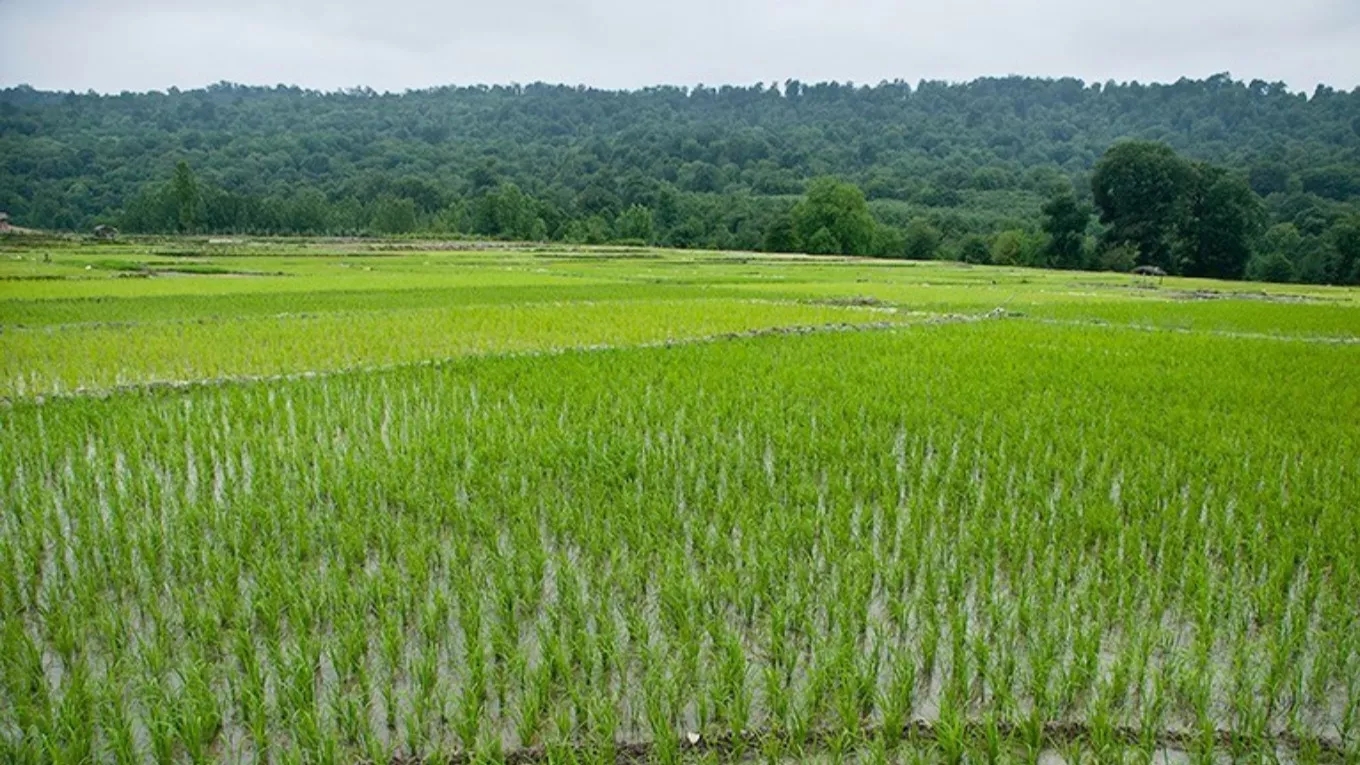کاشت برنج