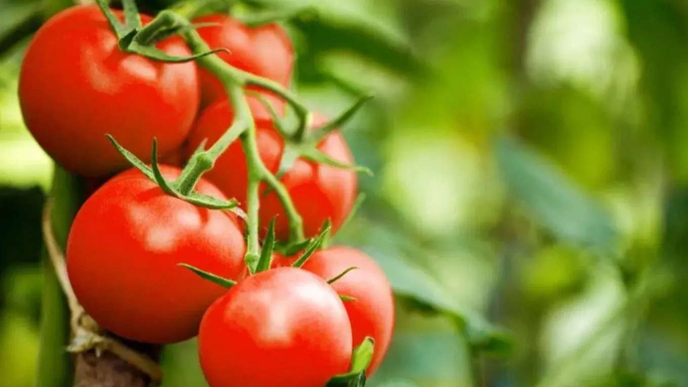 6 روش برای سرعت بخشیدن به رشد گوجه فرنگی