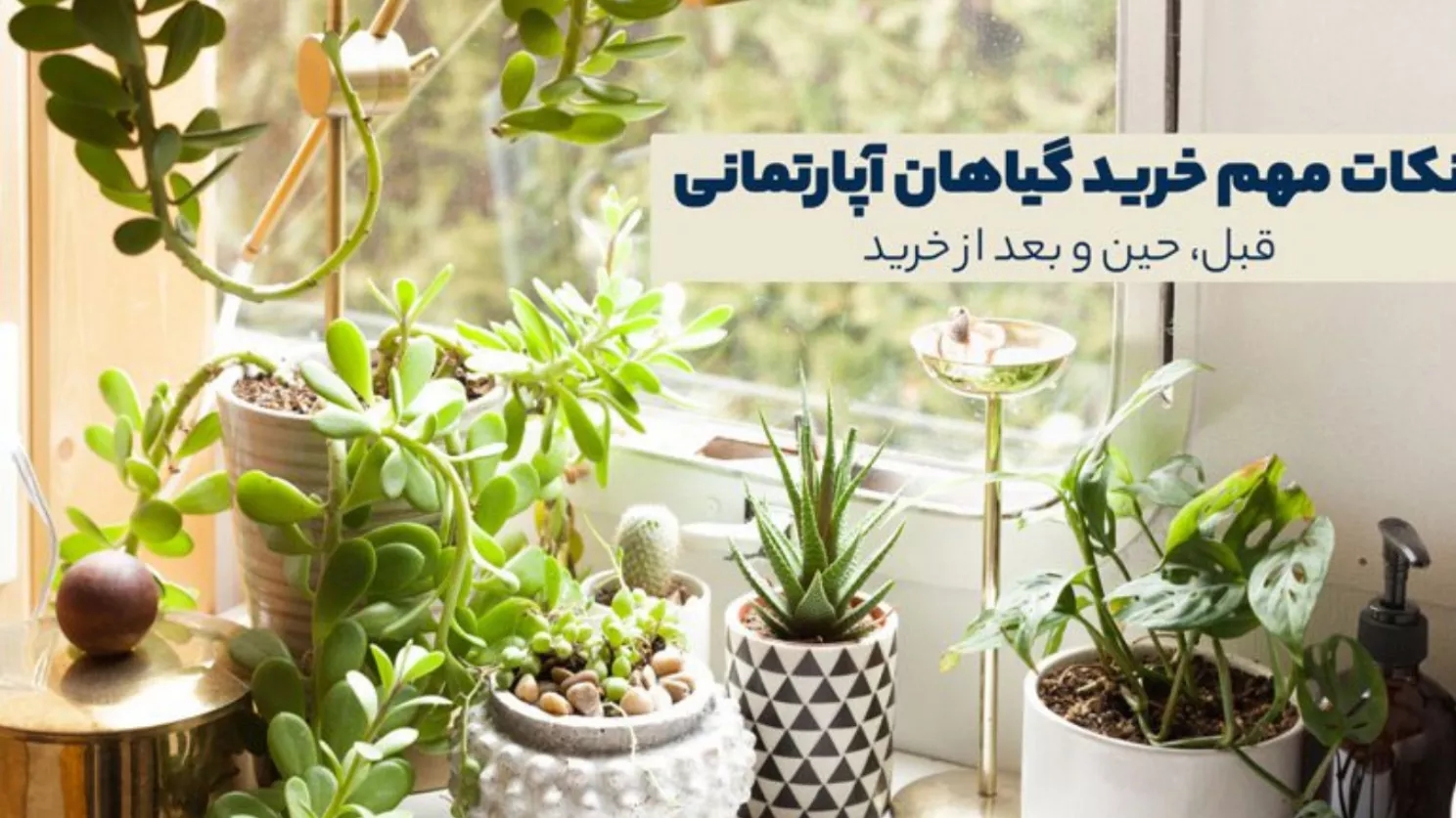 نکات خرید گیاهان آپارتمانی