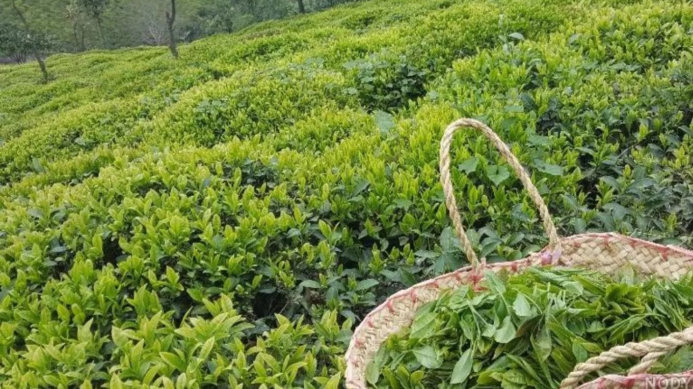 خاصیت باور نکردنی چای بهاره