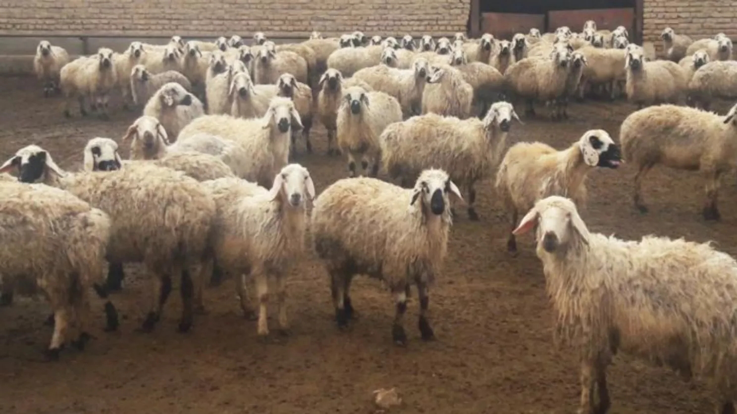 رفتارشناسي كاربردي گوسفند