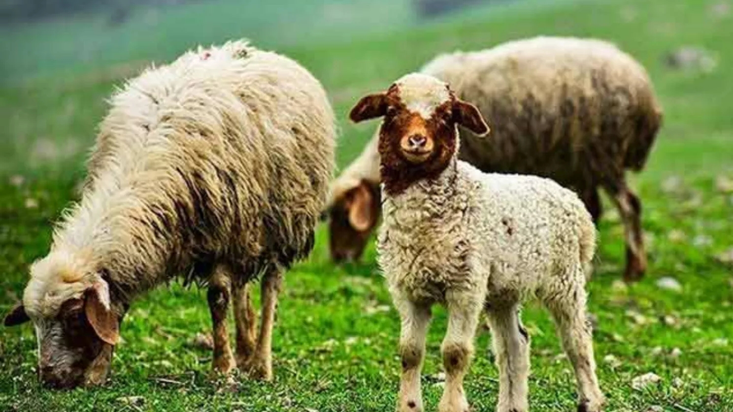 رفتارشناسي كاربردي گوسفند