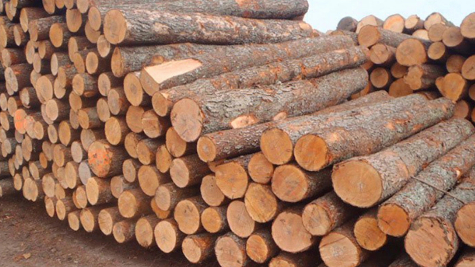 چوب و تاریخچه پیدایش صنایع چوب را بشناسید