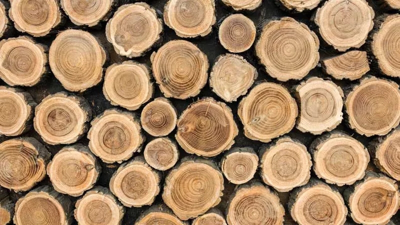 چوب و تاریخچه پیدایش صنایع چوب را بشناسید