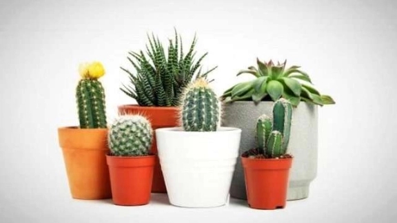 روش نگهداری کاکتوس