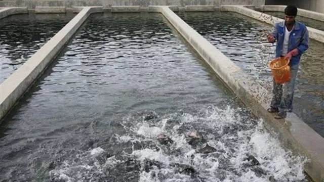 هر آنچه که باید در مورد تکثیر و پرورش ماهی بدانید