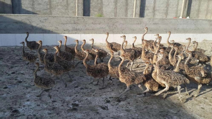 نگهداری جوجه شترمرغ