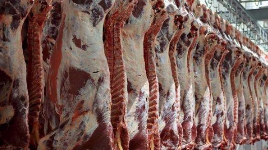 گوشت شترمرغ بهترین جایگزین برای «گوشت‌ قرمز»