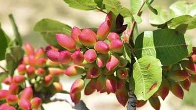 نهالستان تک نهال خیرخواه در میاندوآب