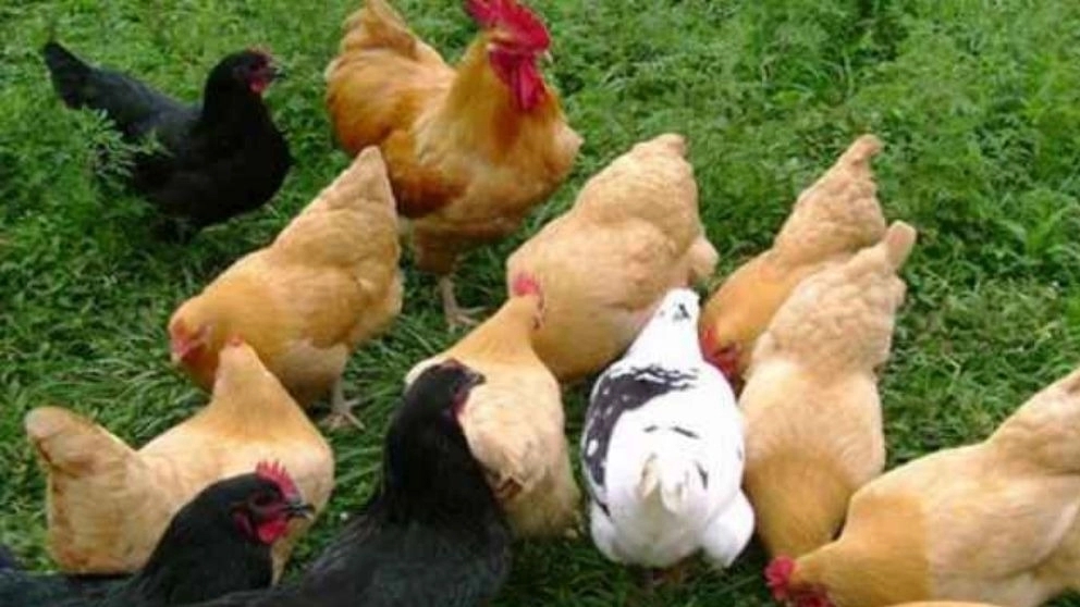 مرغ و خروس برهما یا مرغ امپراطور Brahma