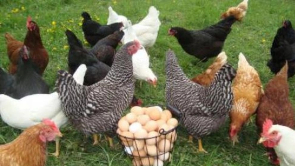 جوجه کشی مرغ برهما