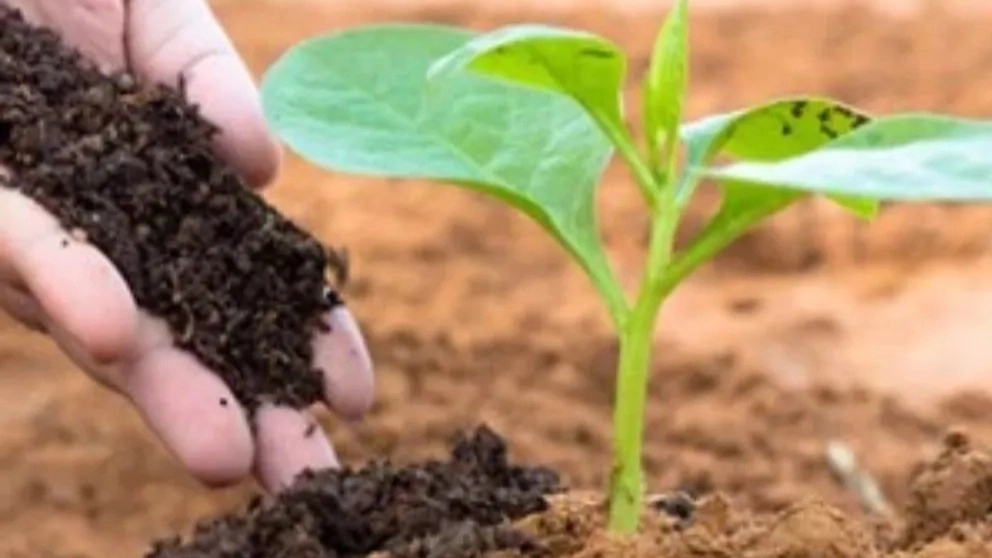کود آلی چیست و اهمیت آن