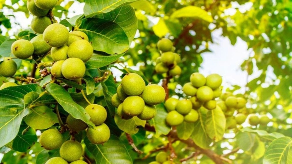 تولید و عرضه نهال های پیوندی و اصلاح شده نگین نهال در میاندوآب