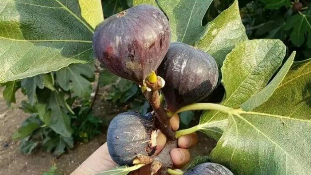 انجیر سیاه