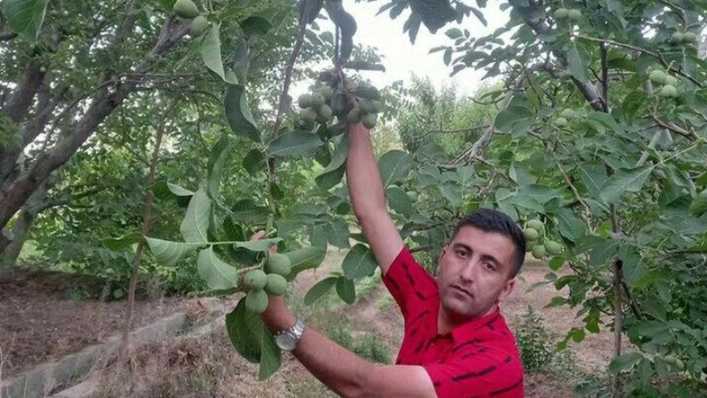 نهال گردو