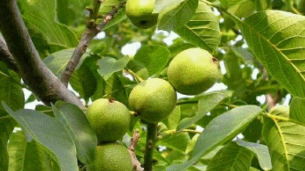 مهم ترین ویژگی و نحوه کاشت نهال گردو ژنوتیپ