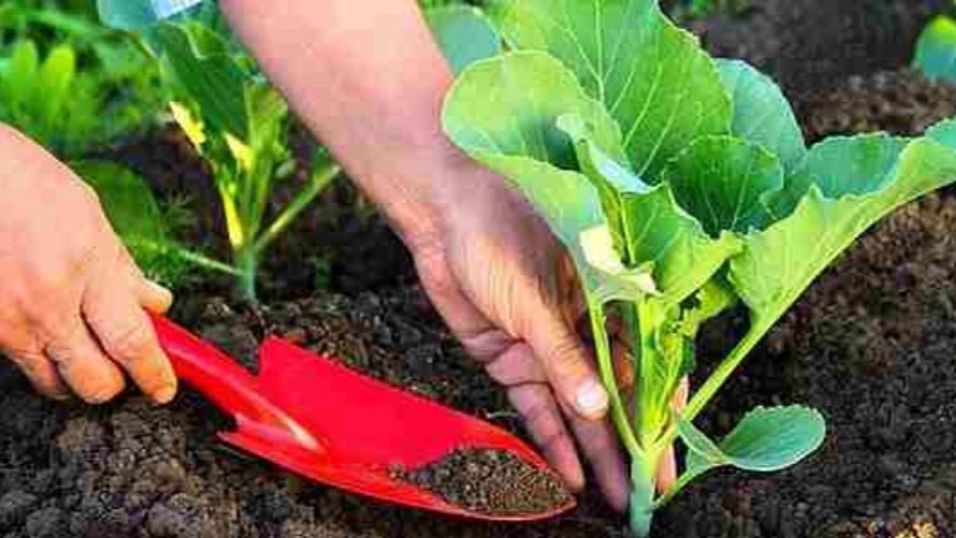 مزایای استفاده از کودهای ارگانیک