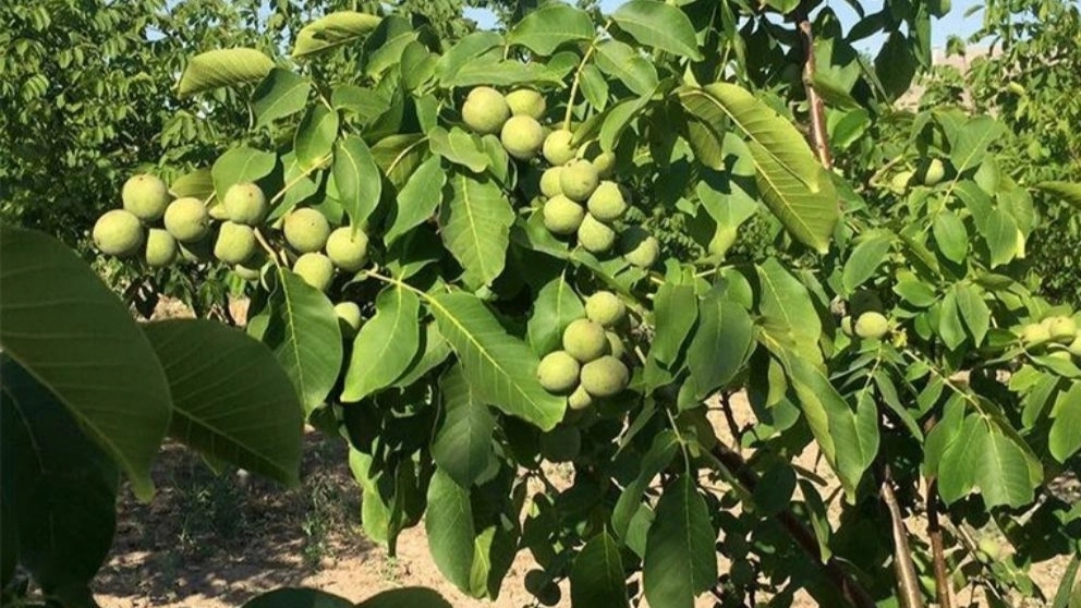 راهنمای آبیاری درخت گردو