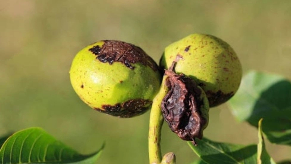 عوامل موثر بر ایجاد سوختگی برگ درختان گردو