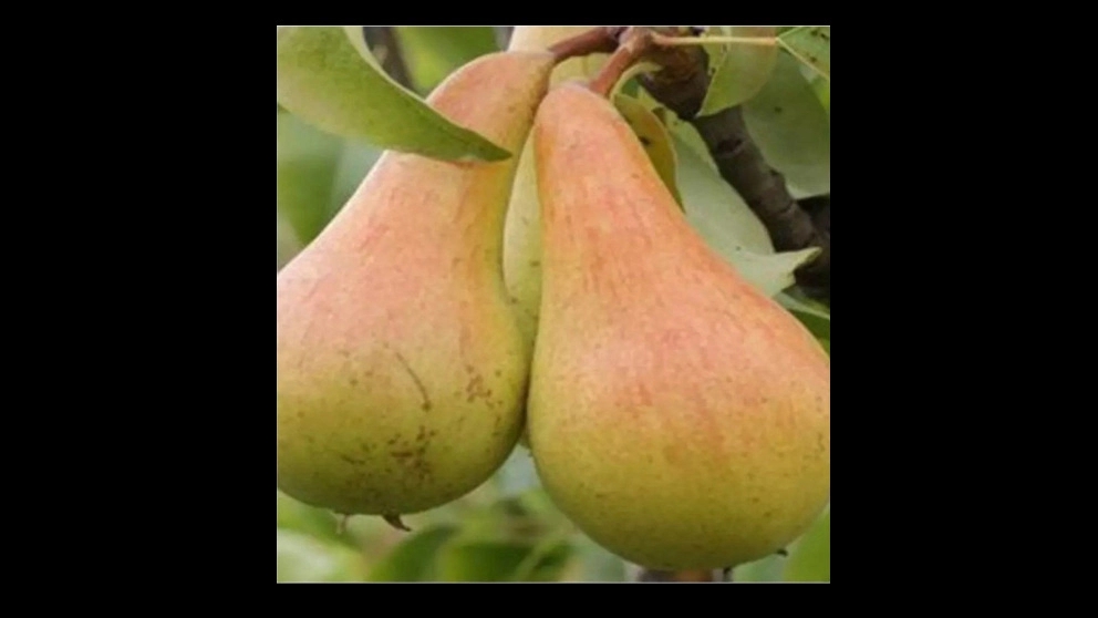 نهال گلابی شاه میوه و بیروتی