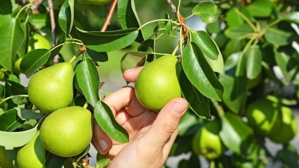 میزان آبیاری درخت گلابی چقدر است؟