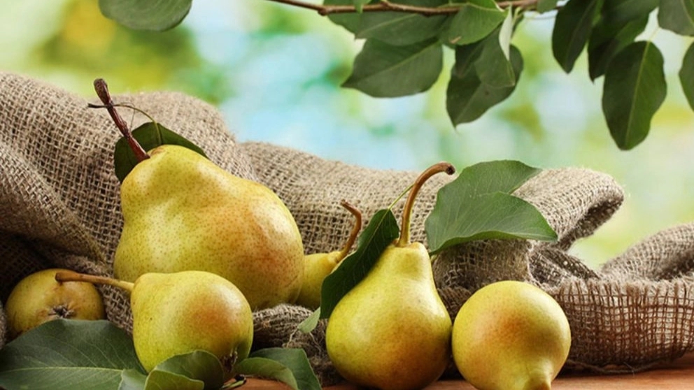 شرایط آب و هوایی کاشت نهال گلابی
