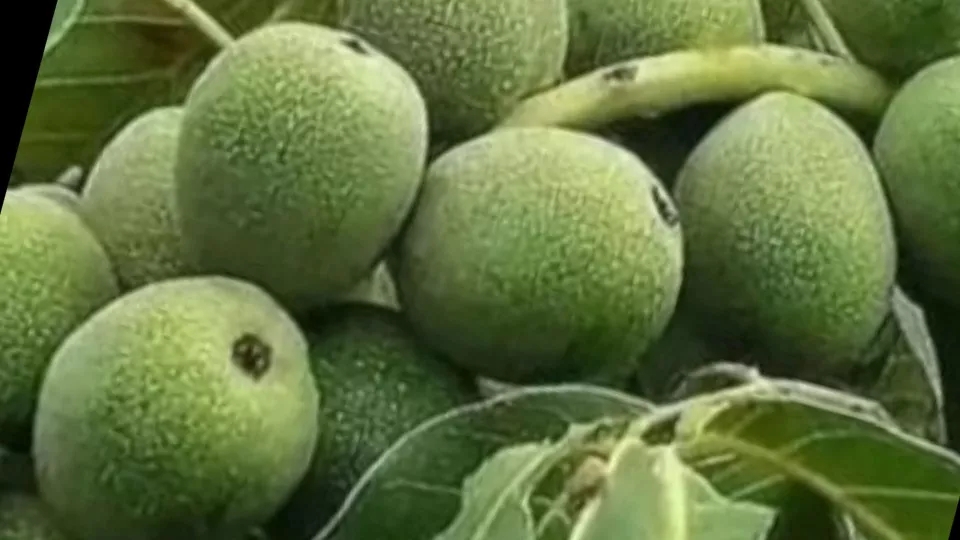 گردو ژنوتیپ برتر