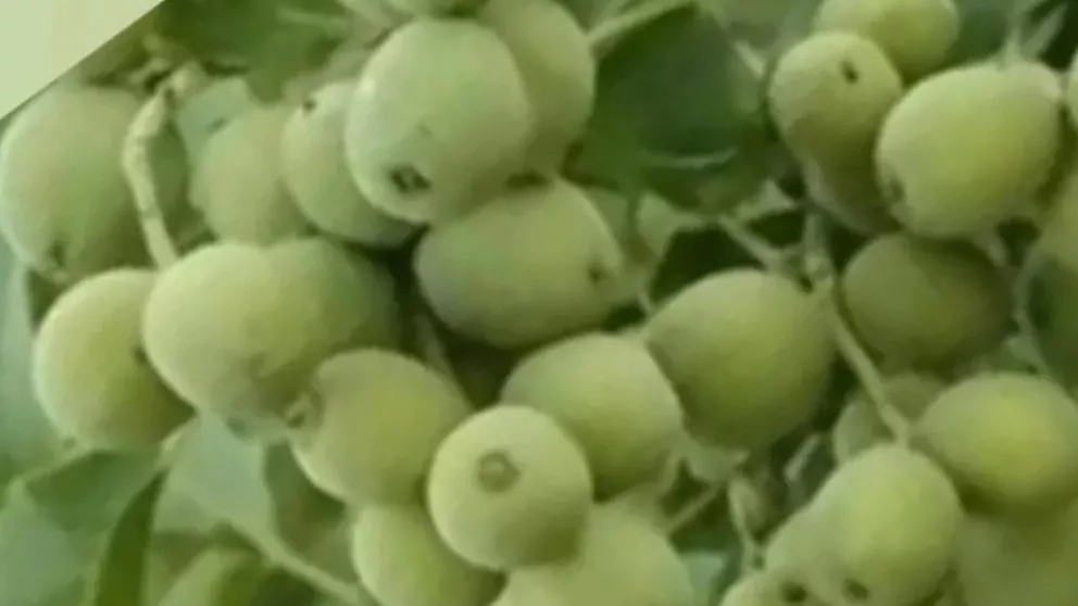 راهنمای کاشت نهال گردوژنوتیپ