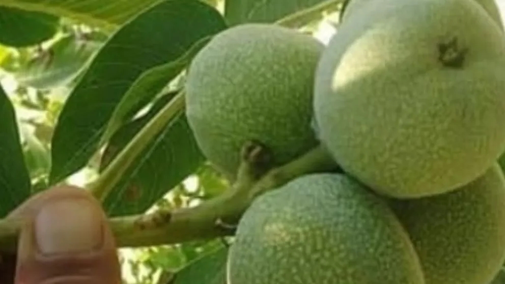 گردوی ژنوتیپ چیست (ژنتیکی)