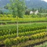 نهالستان موسی پیوندی در گلستان