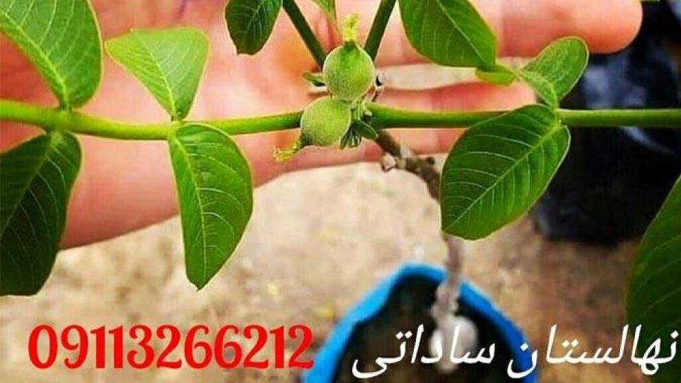 فروش انواع نهال های مرغوب مرکبات و سیاه ریشه ساداتی در قائمشهر مازندران